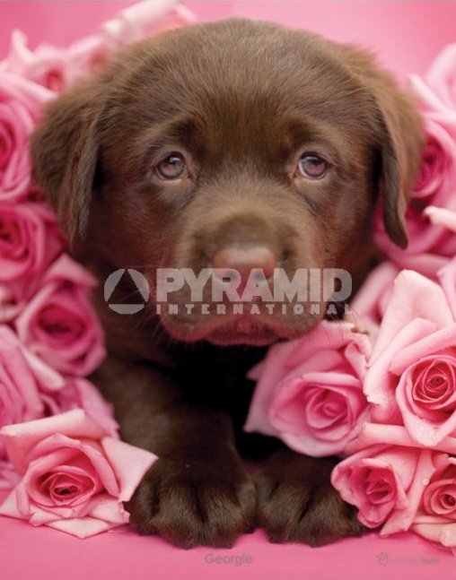 Rachael Hale (Georgie) By: Eur:22,75 Ден1:139